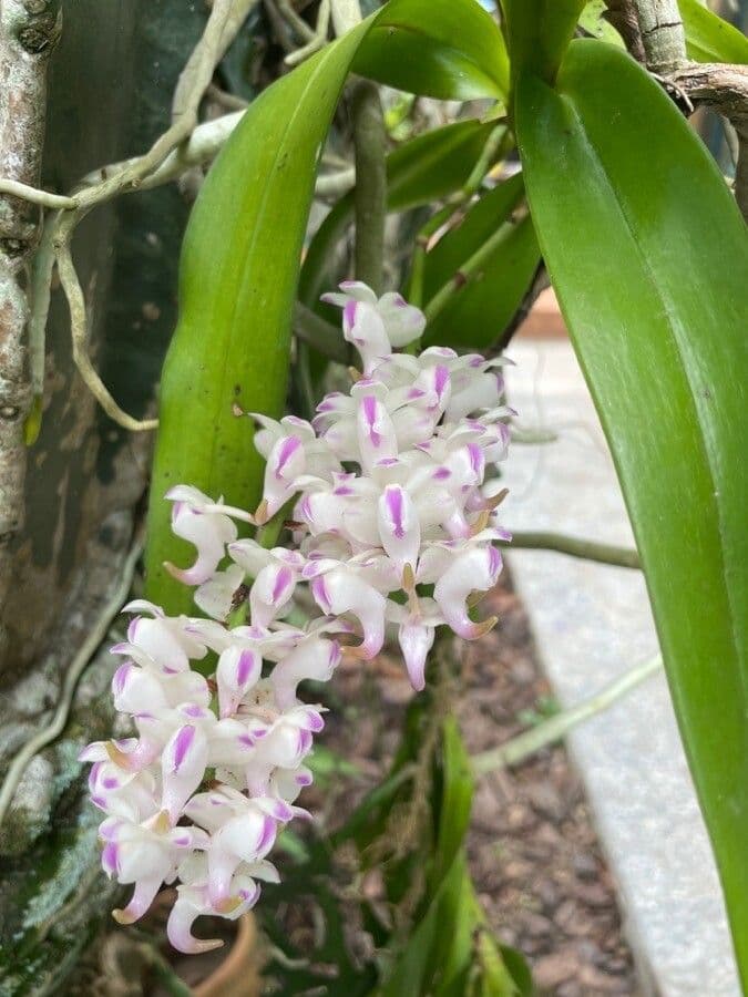 Aerides 3