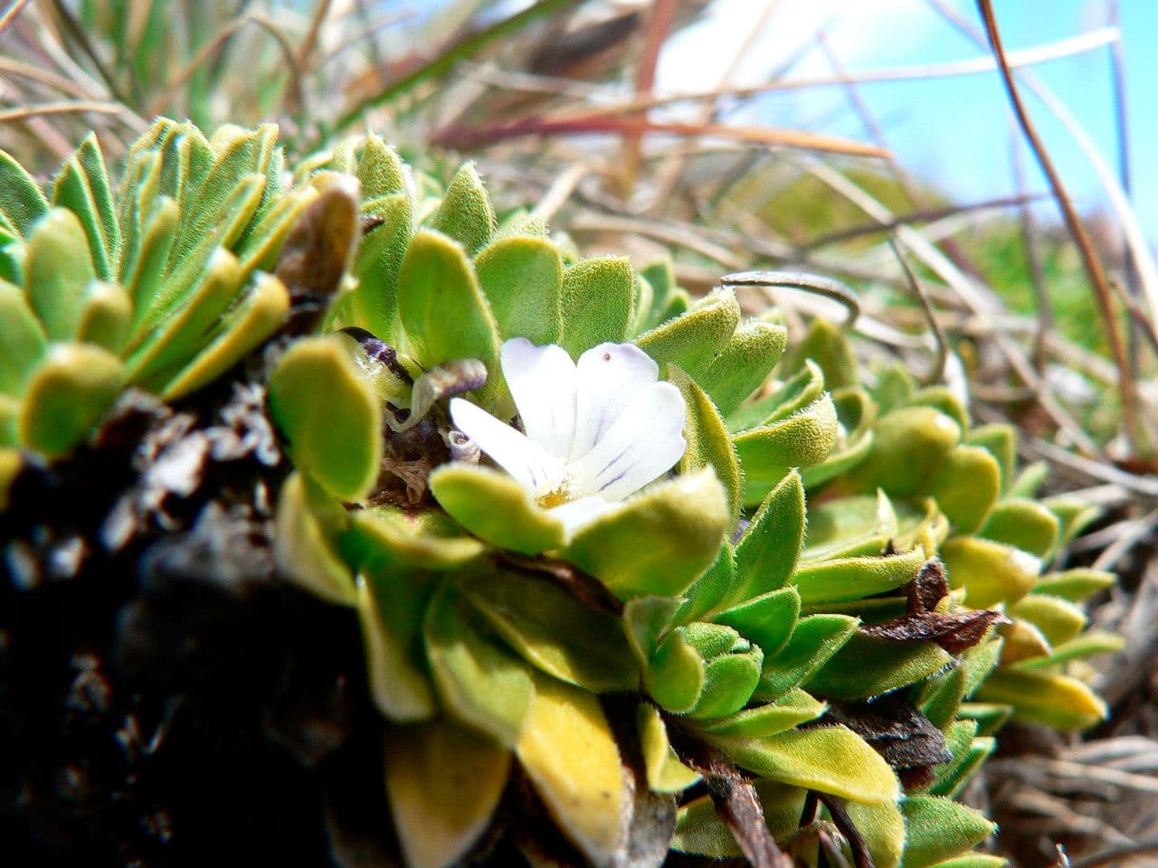 Viola di Bangi 2