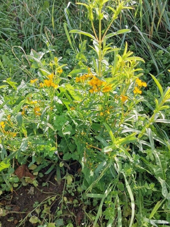 Tagetes 7
