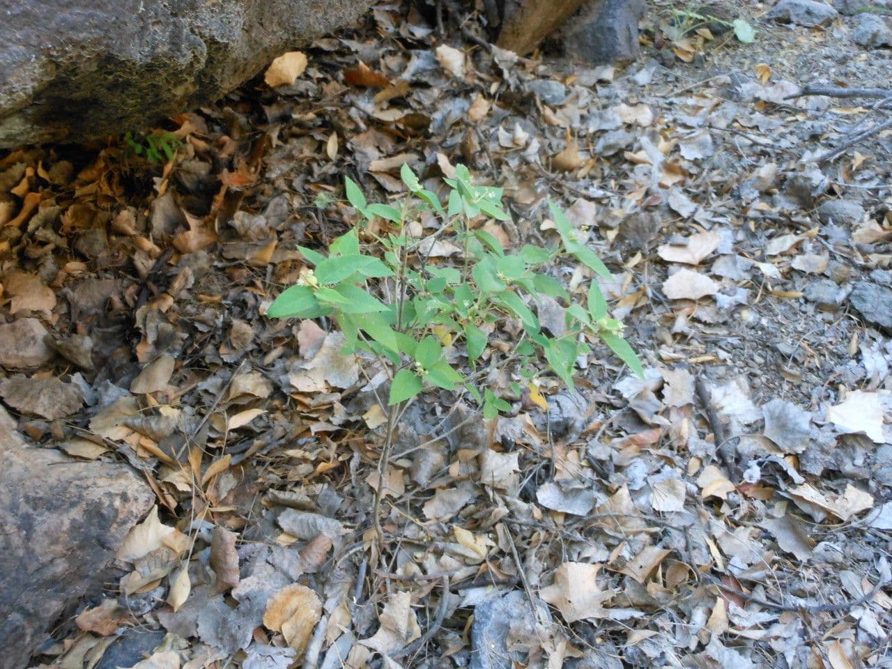 Torrey's croton 7