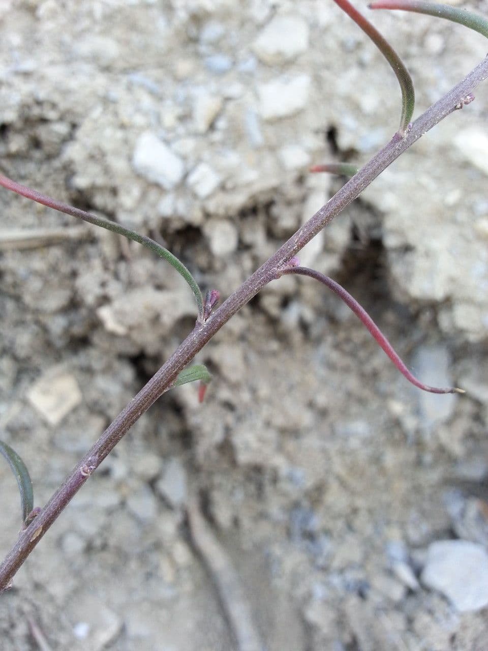 Schiffchenblättrige Schleifenblume 23
