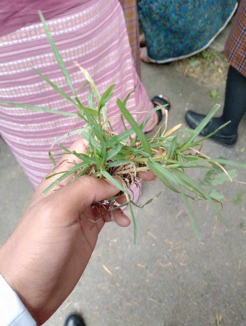 Kikuyu-Gras 11