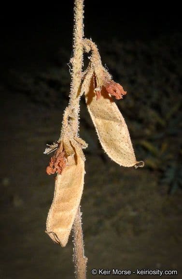 Hoffmannseggia glauca 2