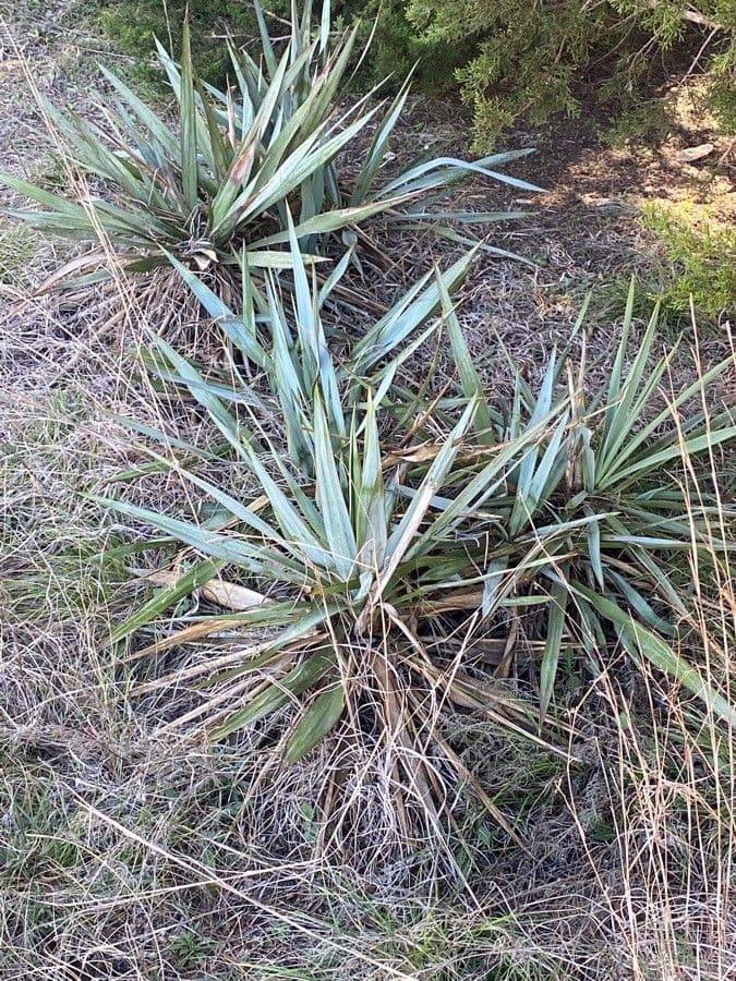 Yuca pallida 16