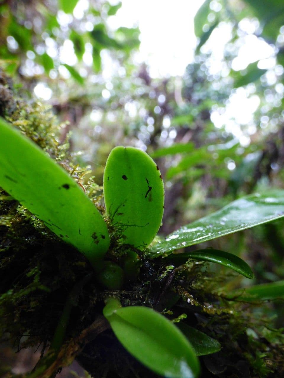 Bulbophyllum 19