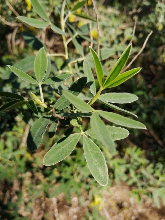 Anagyris fetida 16