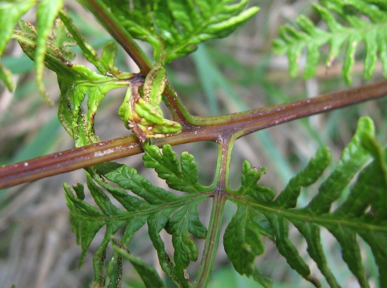 Pteris tremula 11
