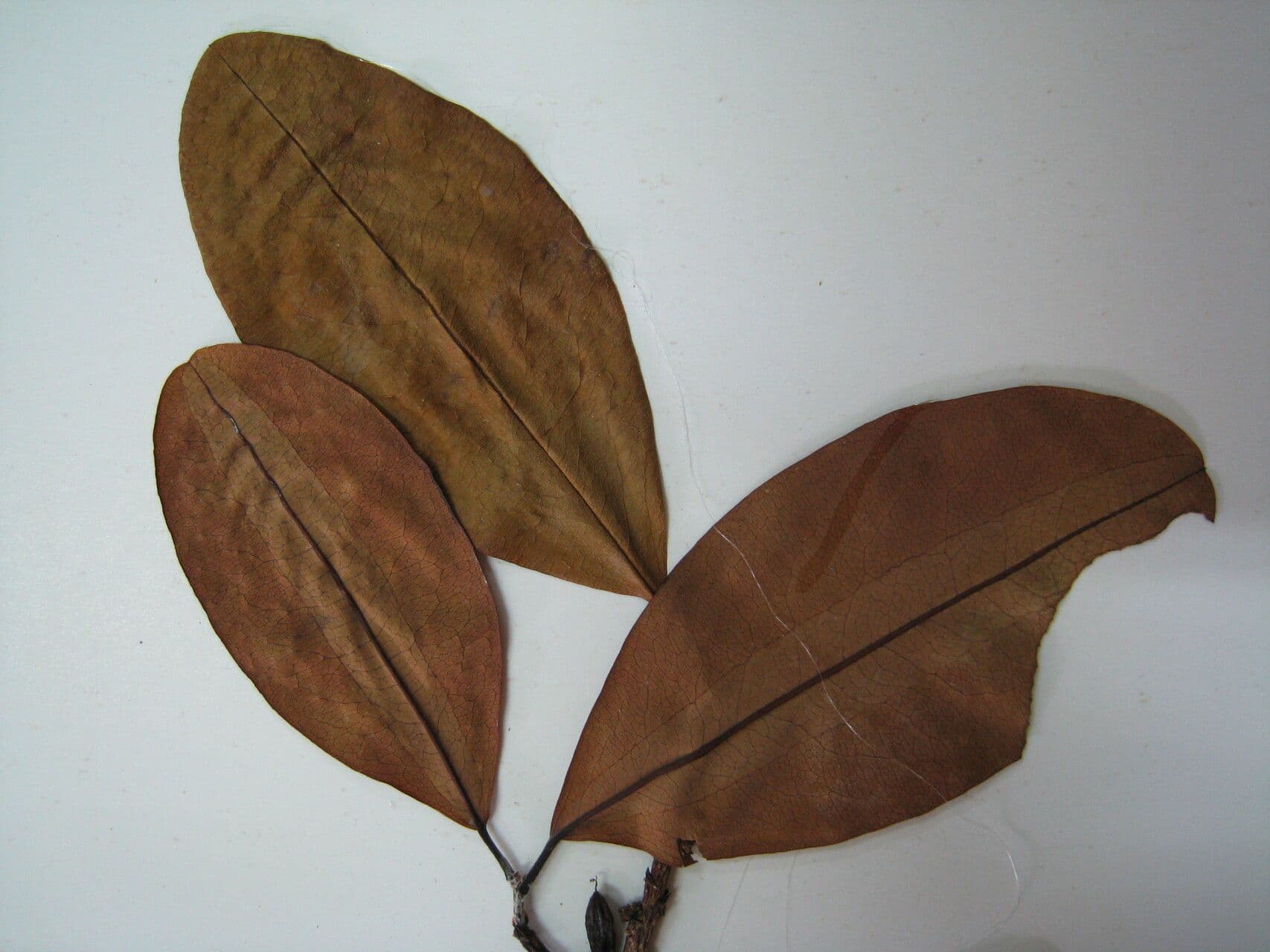 Erythroxylum