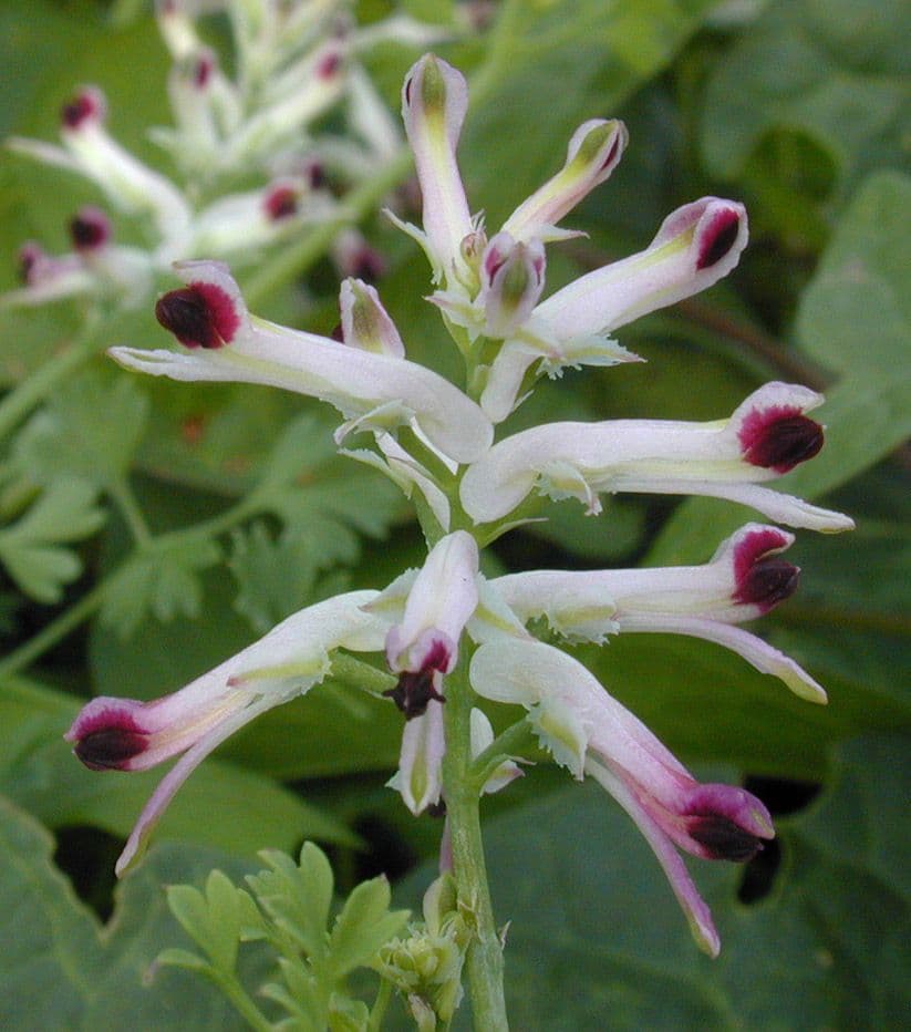 Fumaria occidentale 2