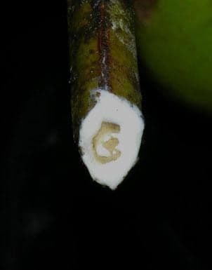 Garcinia 9