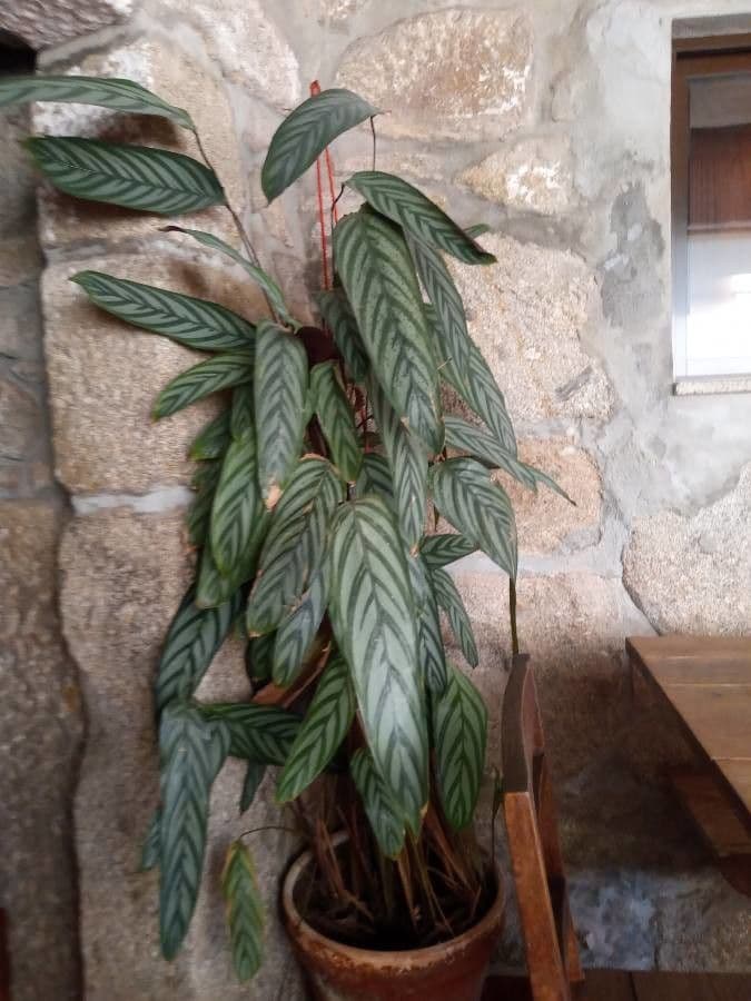 Ctenanthe setosa 4