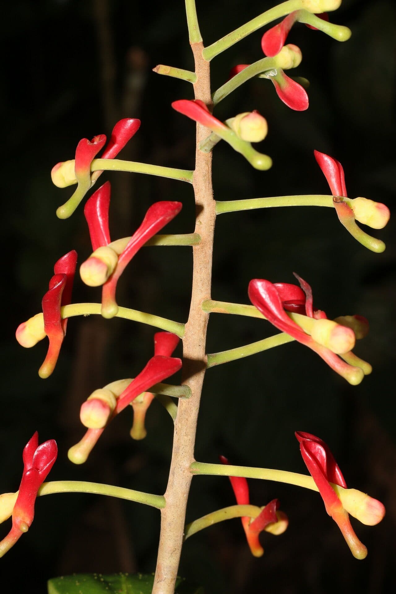 Souroubea 8