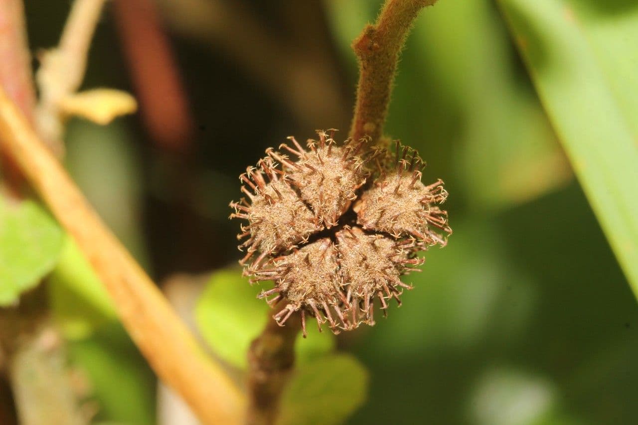 Urena lobata 5