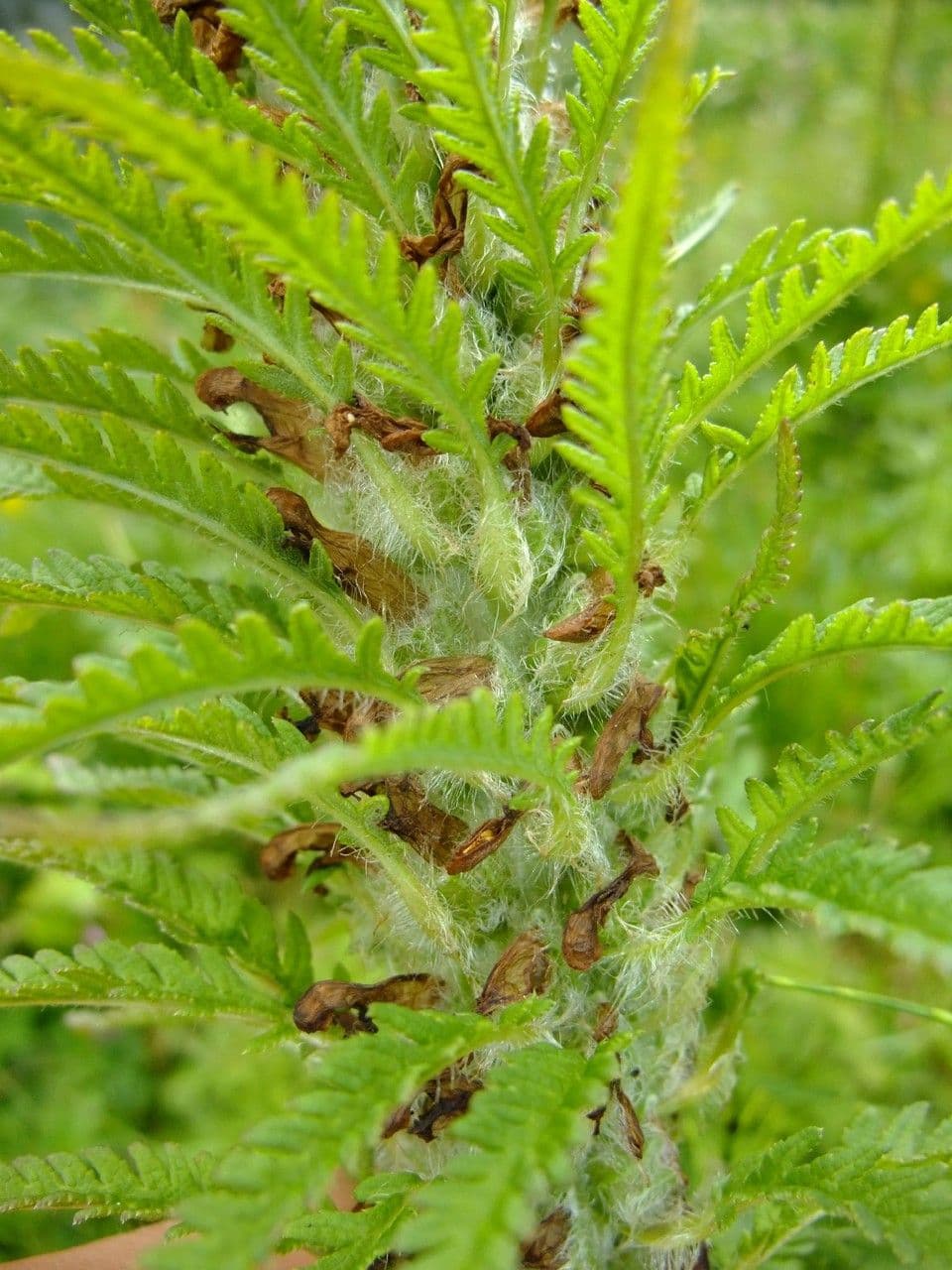 Pedicularis frondosa 22