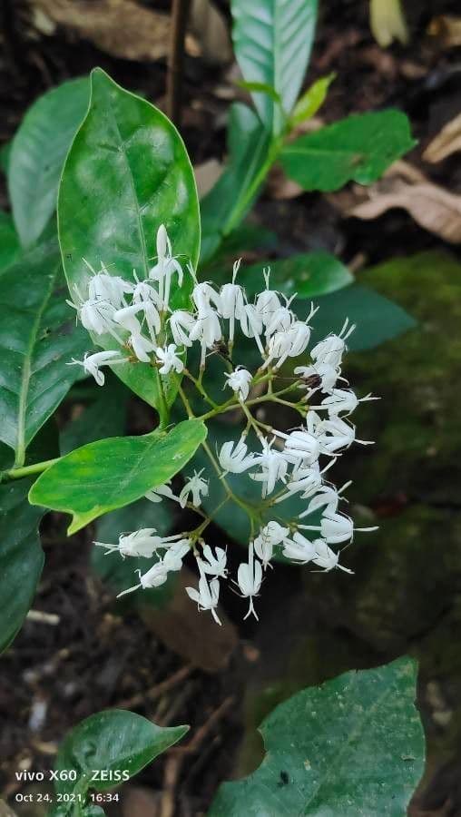 Timor-Ixora