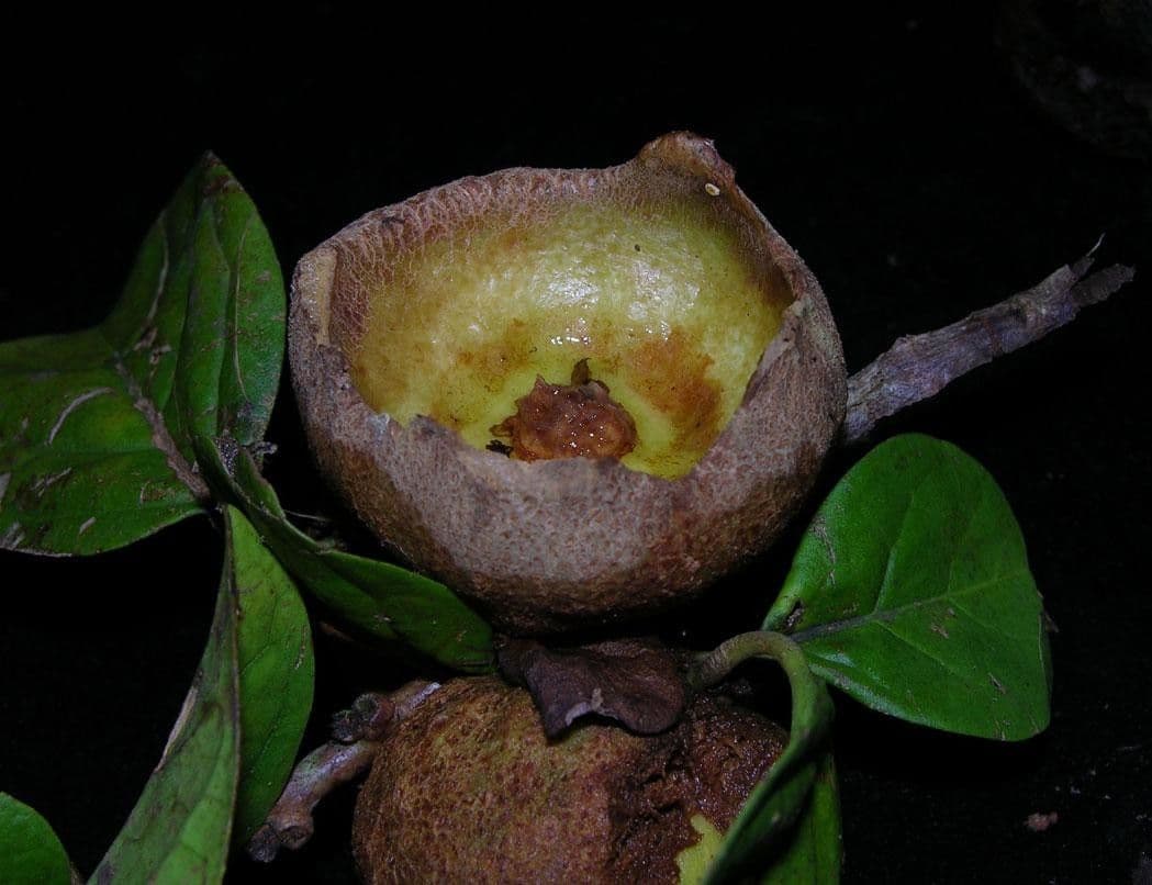 Aegiphila quararibea 2