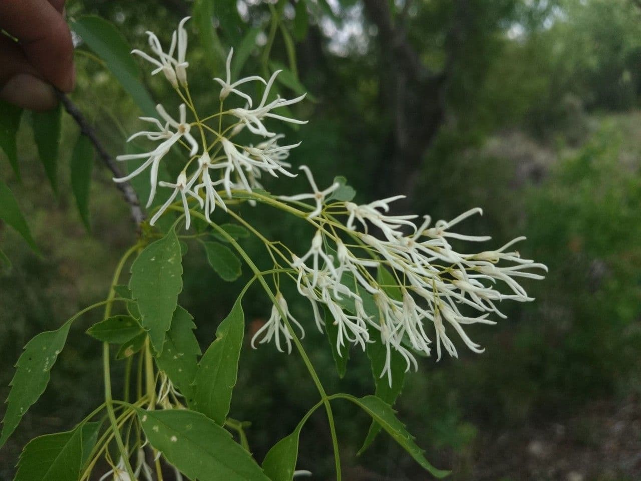 Fraxinus cuspidata 5