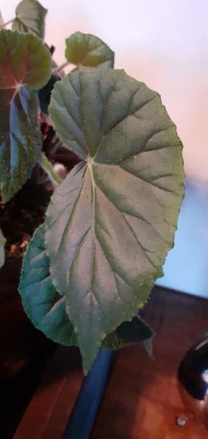 Begonia 14
