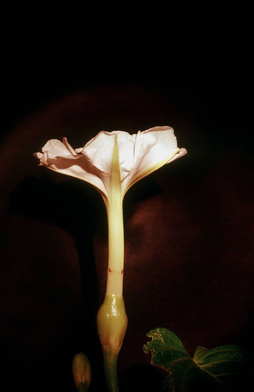 Ipomoea violacea 6