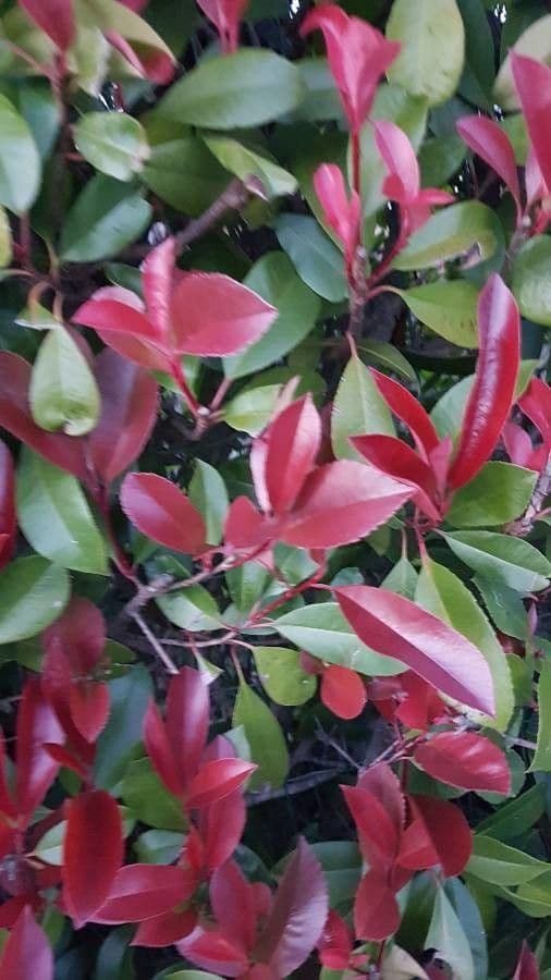 Photinia 4