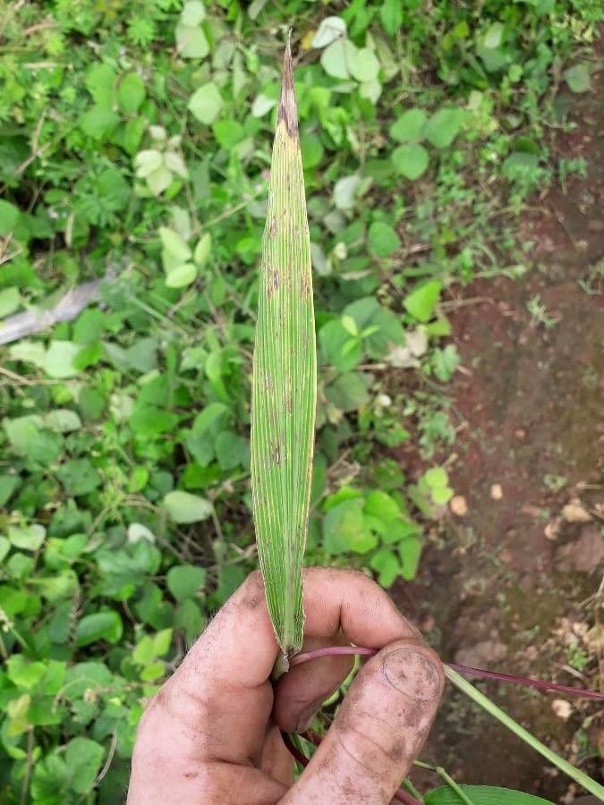 Setaria barbata 13
