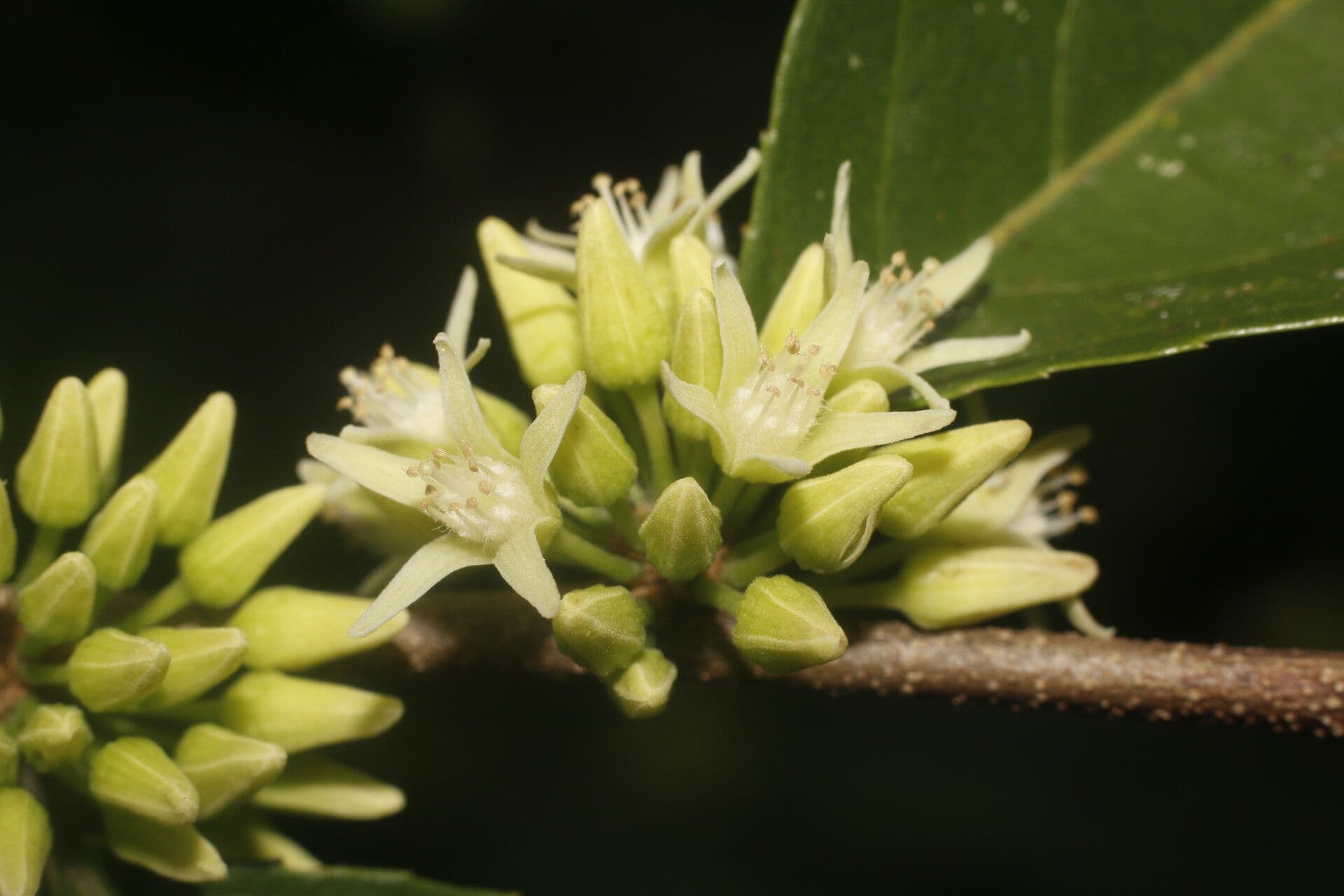 Casearia 8