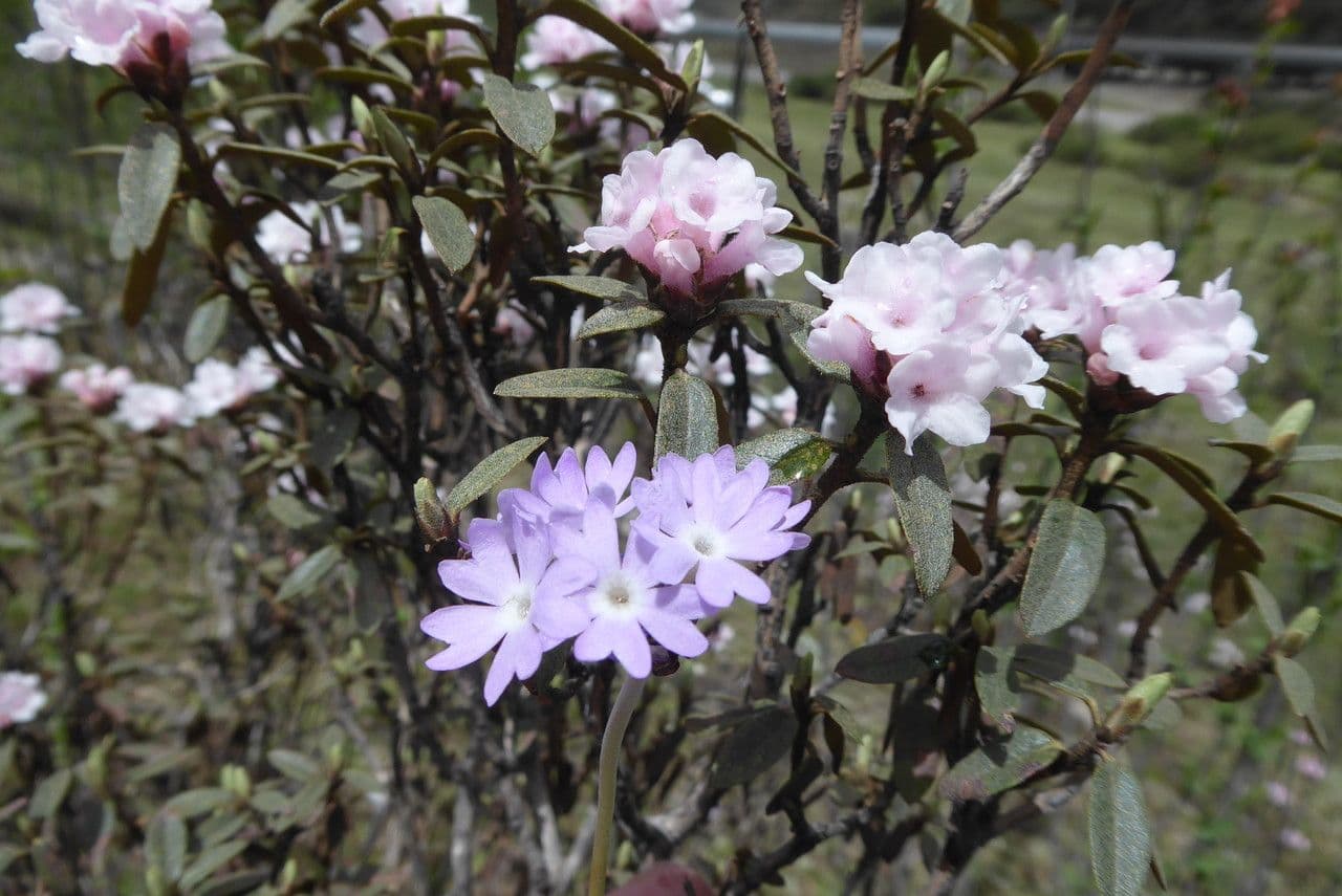Primula gemmifera
