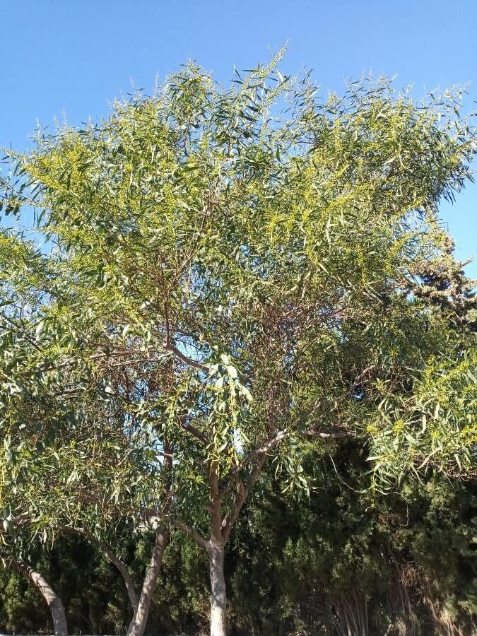 Acacia saligna 17