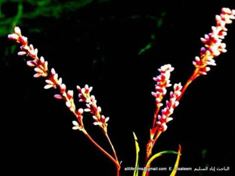Persicaria ingannevole 5