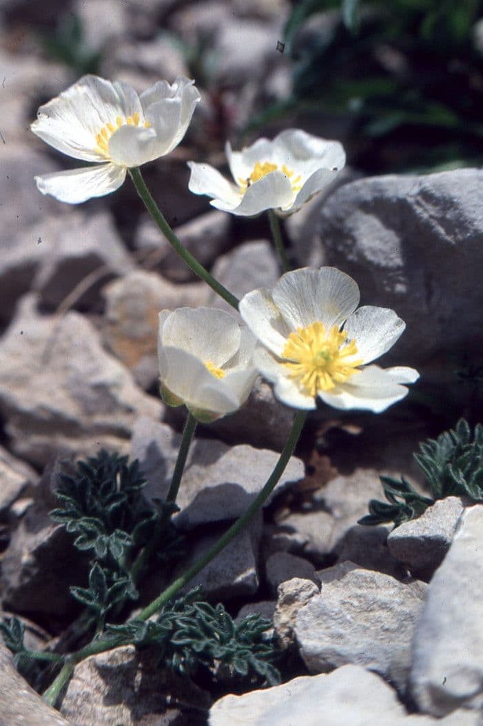 Ranuncolo di Sguier 14