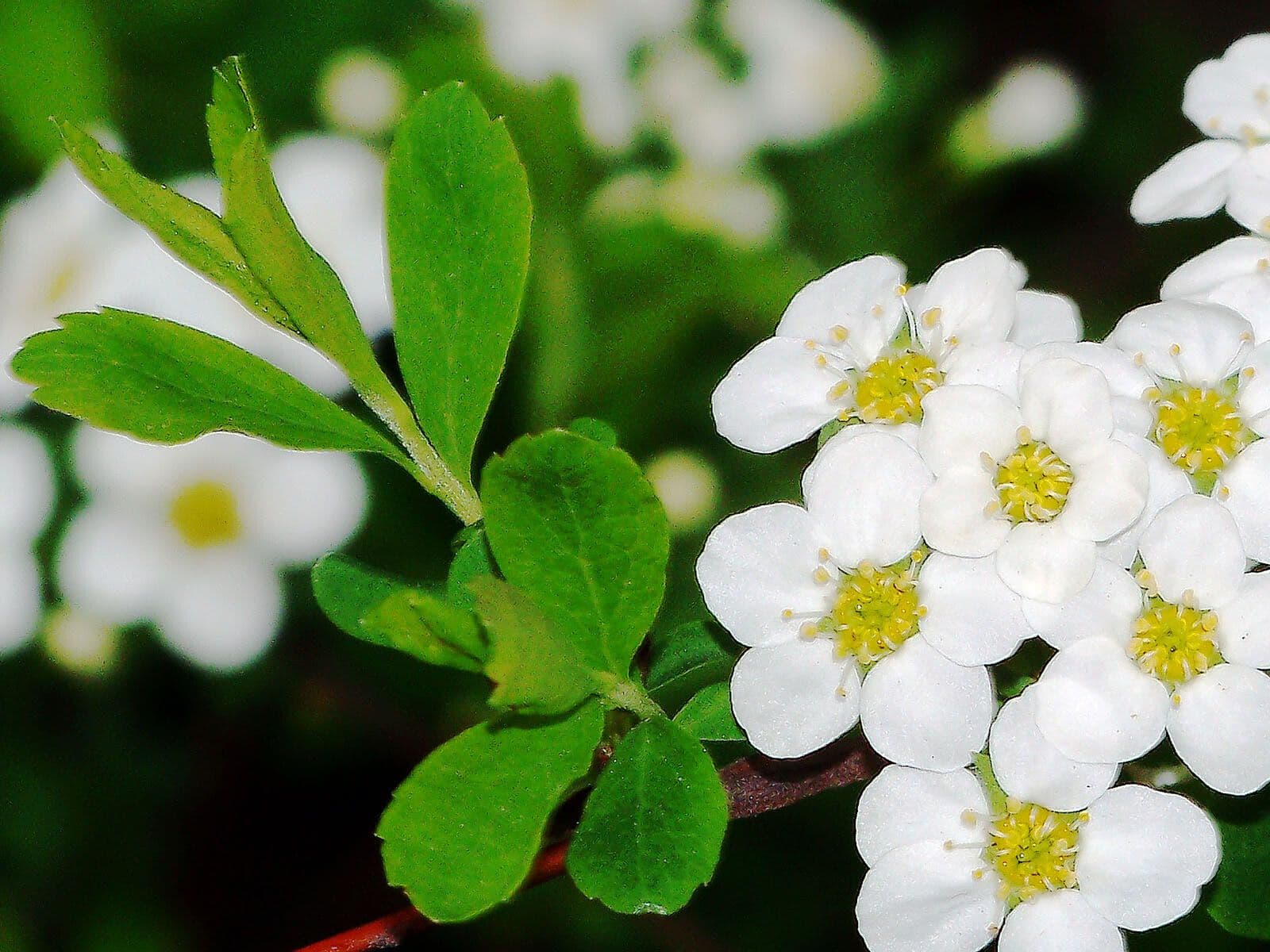 Spirea ipericifolia 12