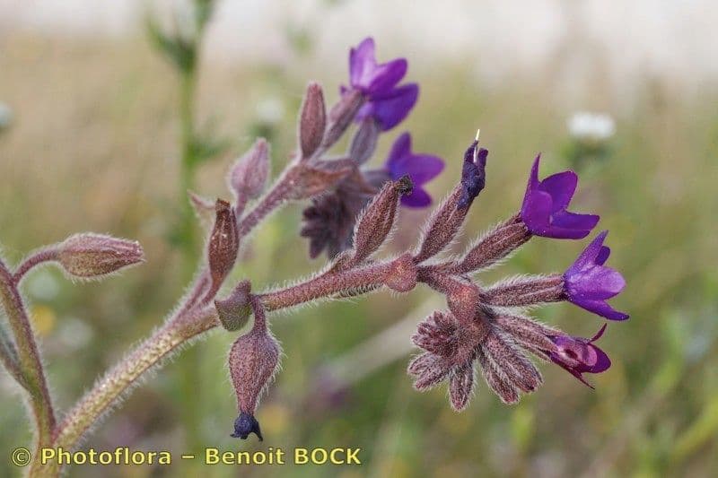 Buglossoide ondulata