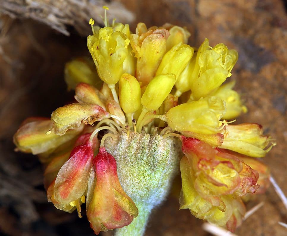 Eriogonum 5