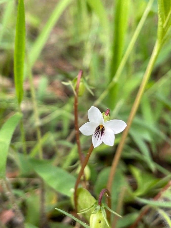 Viola lanceolata 4