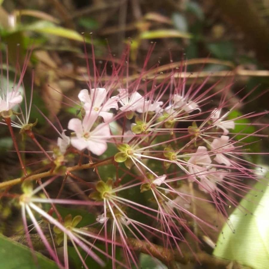 Hirtella triandra 9