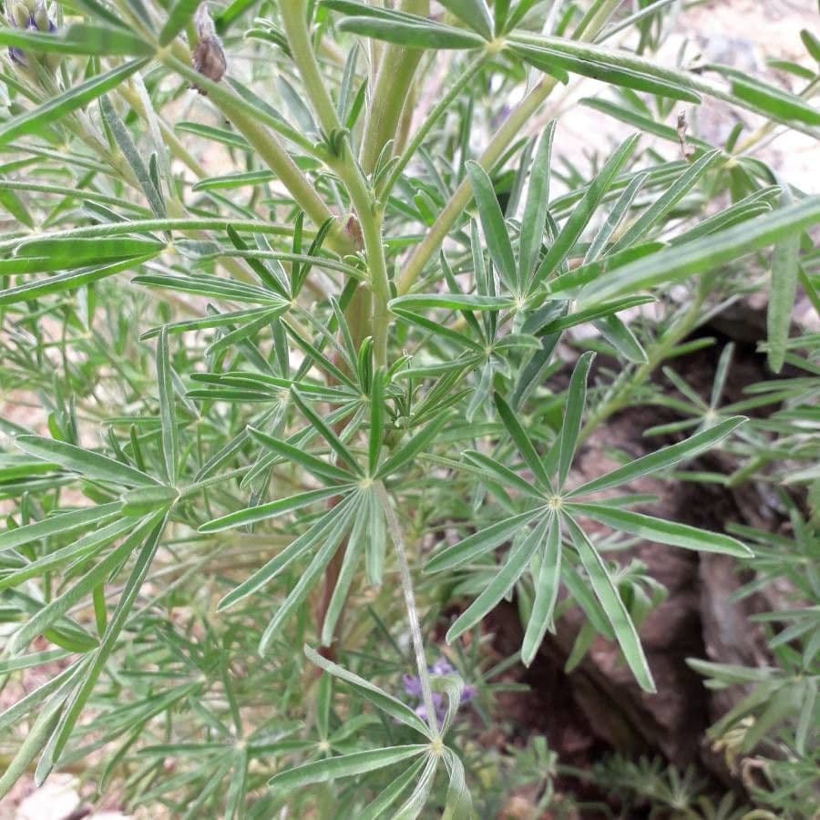 Schmalblättrige Lupine 17