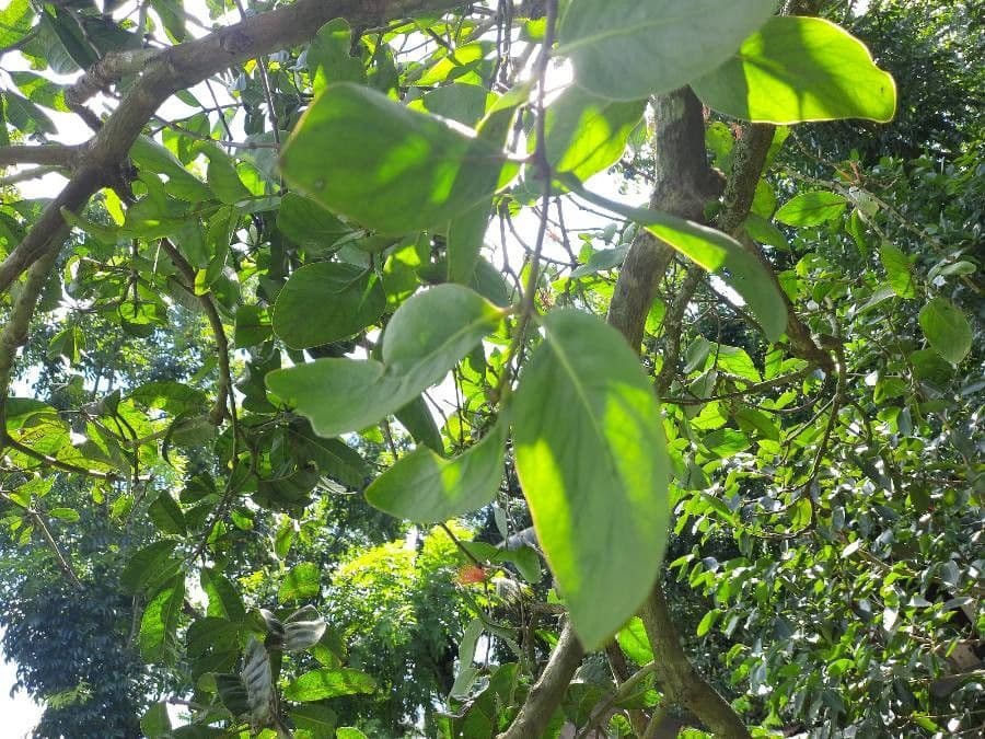Dendrophthoe 7