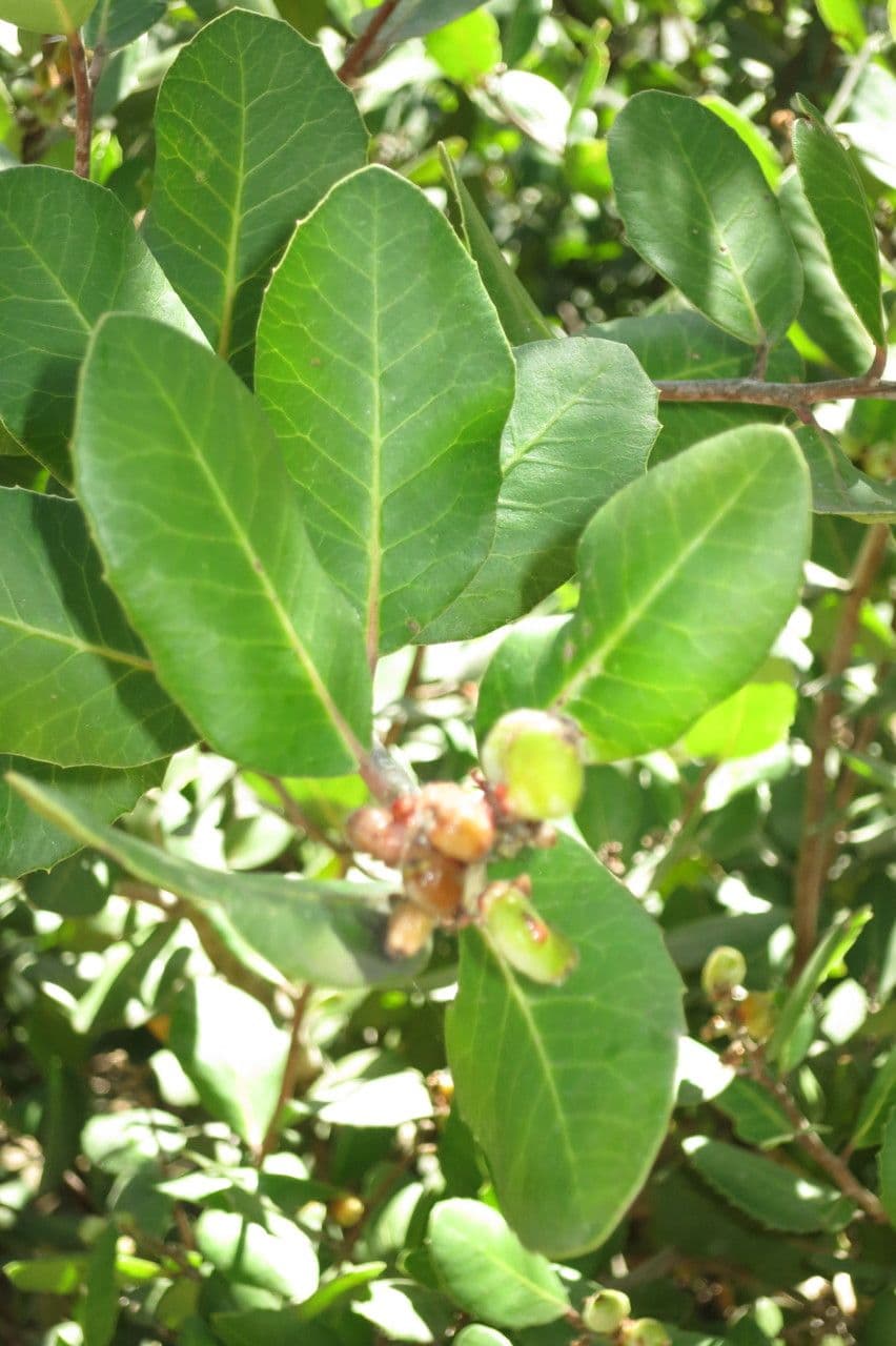 Sumac citronový 15