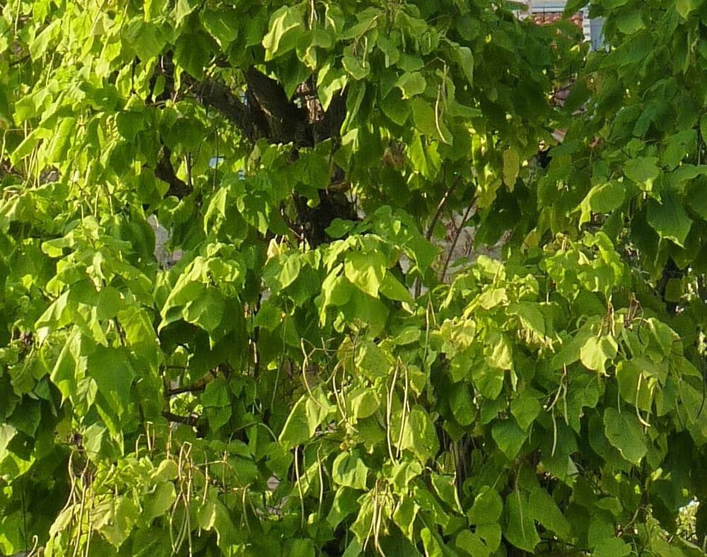 Katalpa vajcovitolistá 17