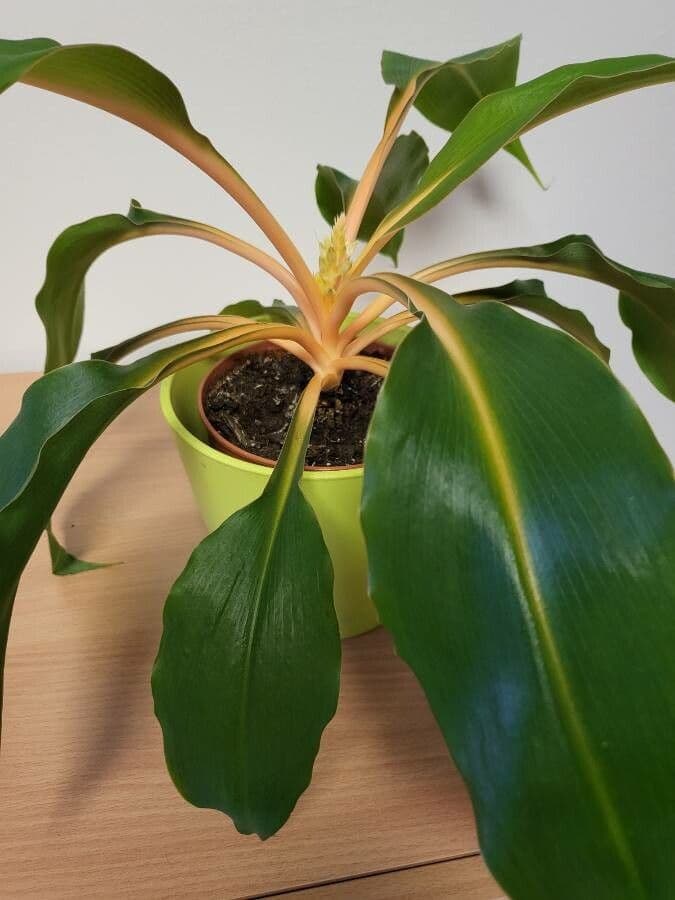 Chlorophytum 11