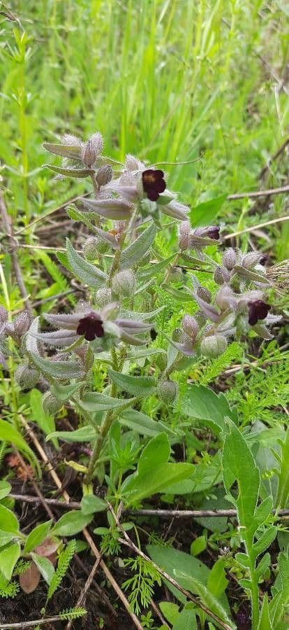 Nonea pulla 5