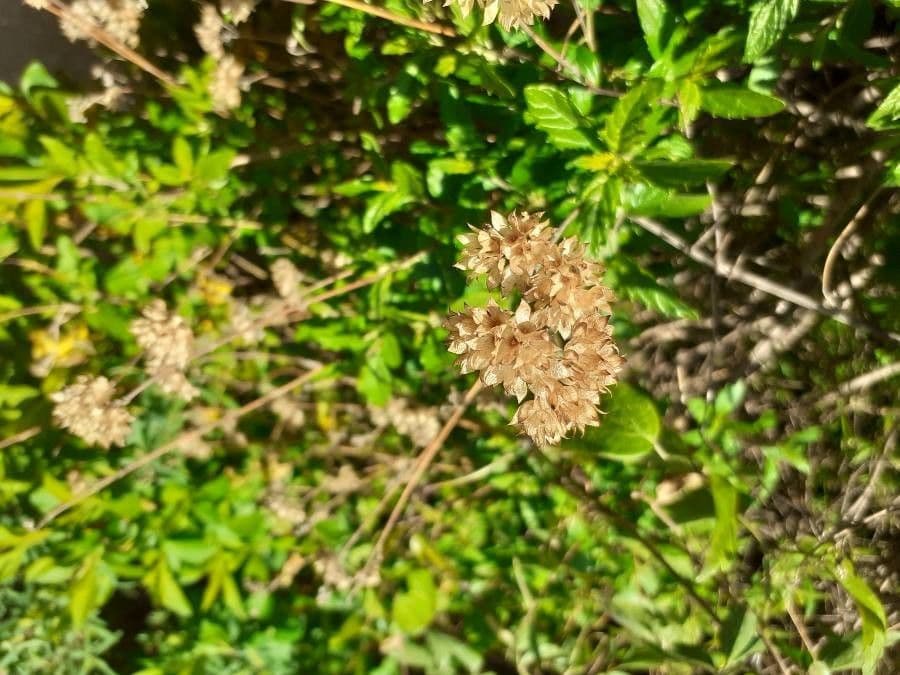 Ceanoto arboreo