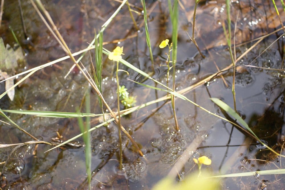 Utricularia foliosa 12