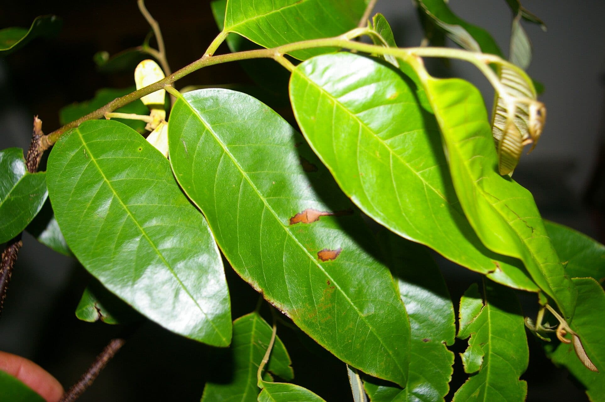 Annona papilionella 6