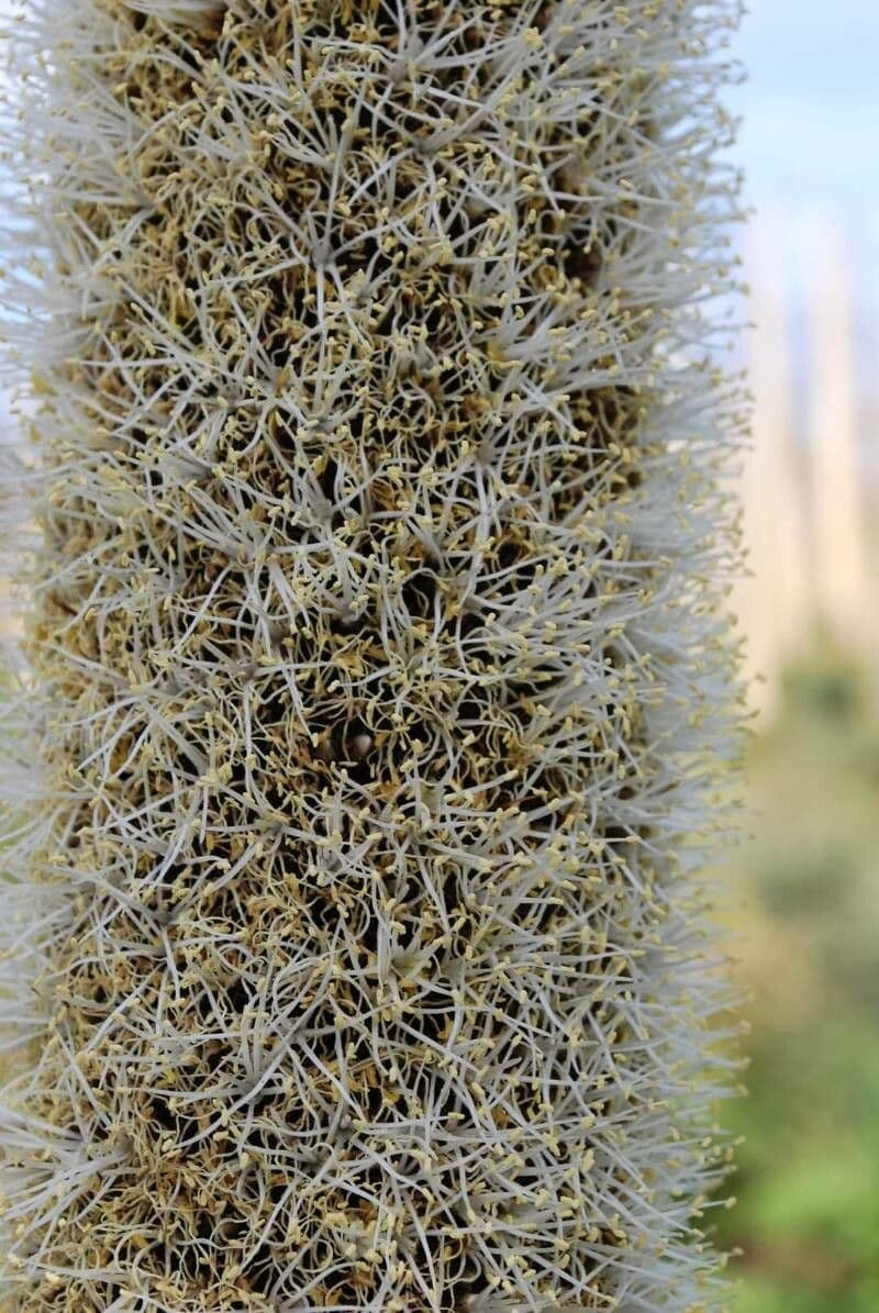 Xanthorrhoea glauca 3