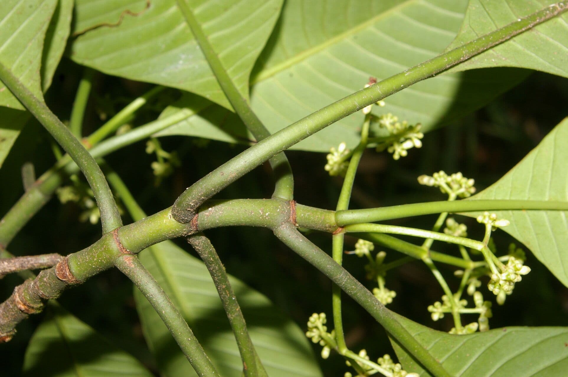 Psychotria 6