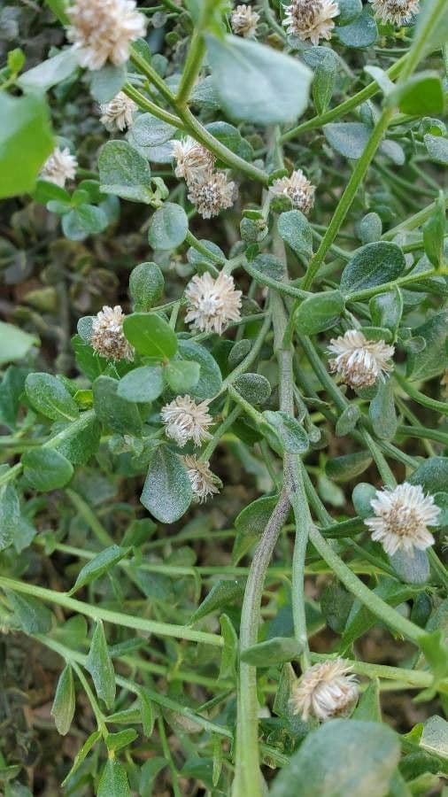 Bacharis 9