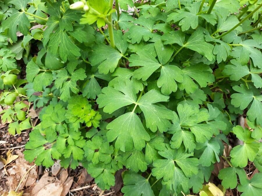 Alpine columbine 20