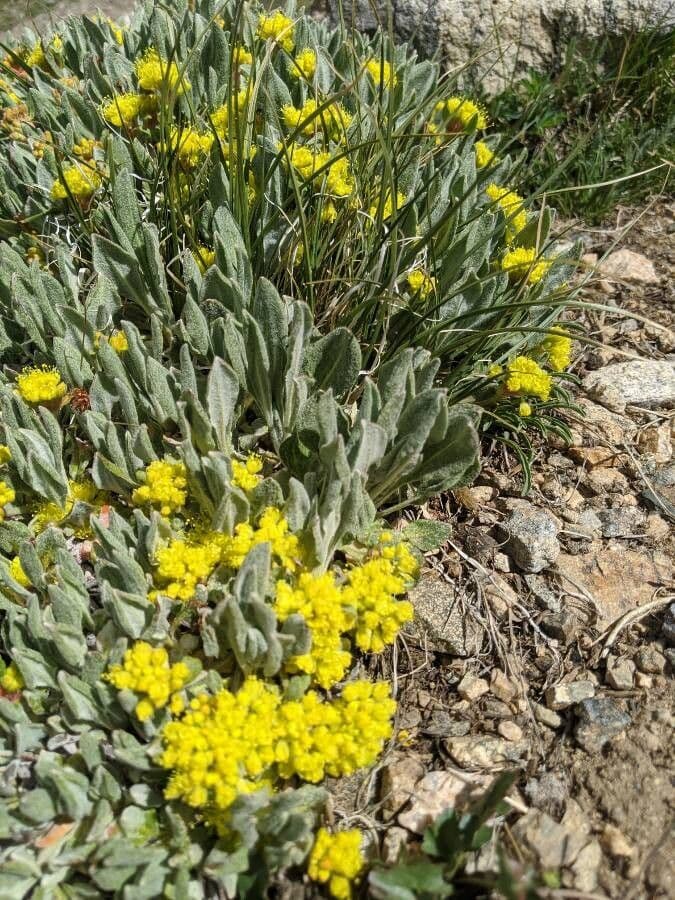 Eriogonum