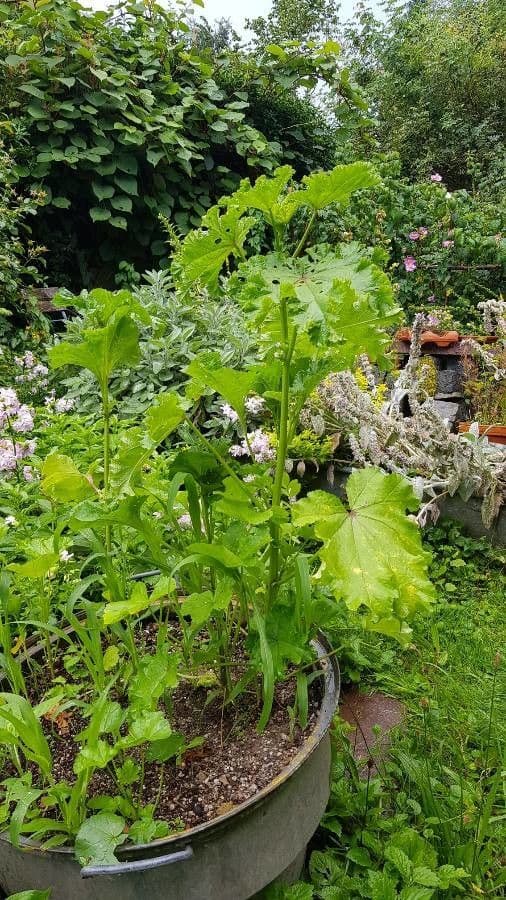 Malva verticillata 12